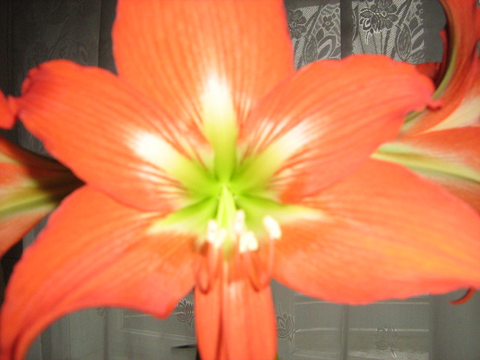 IMG_1815 - Amaryllis