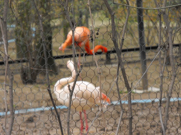 Flamingi 1