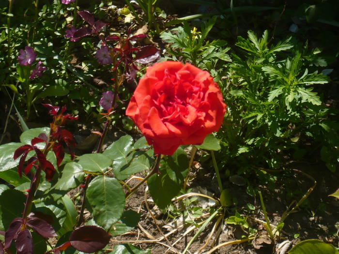 16 mai 2009 077