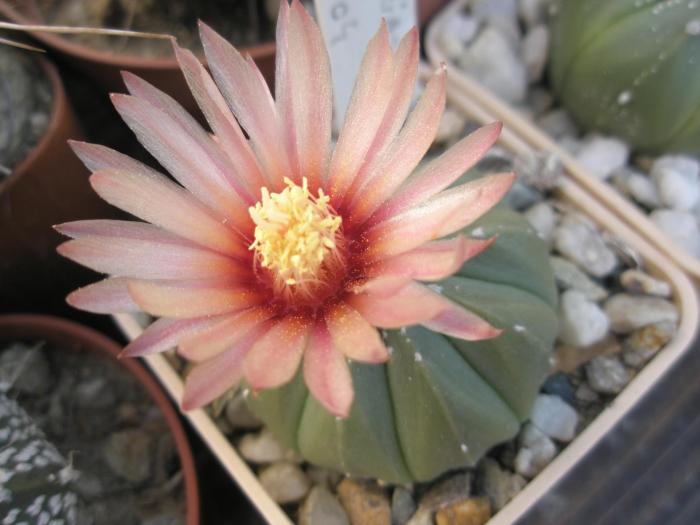 Astrophytum asterias