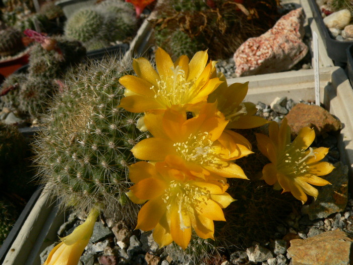 rebutia_senilis_kesselringiana - genul Rebutia