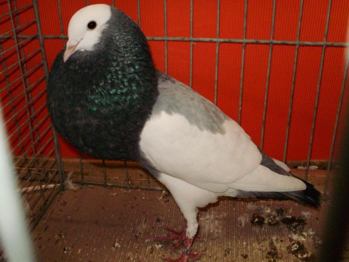 08027 elsterkropfer 1 - 1505 partea 5