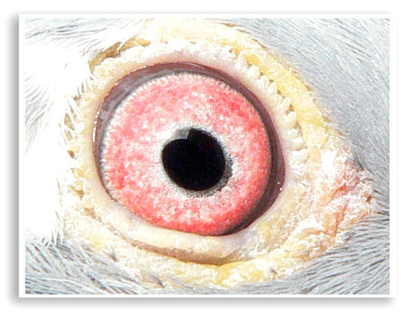 T11 - ochi de porumbei2