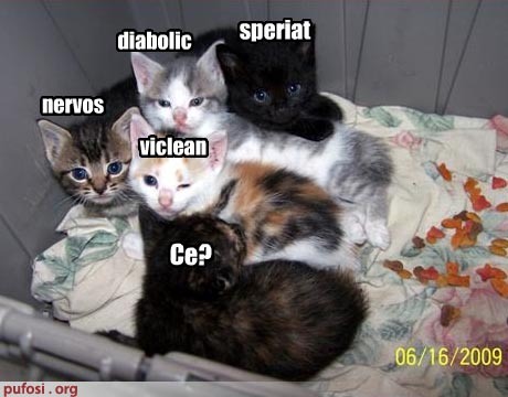 multe feluri de pisici - poze amuzante cu PiSiCi