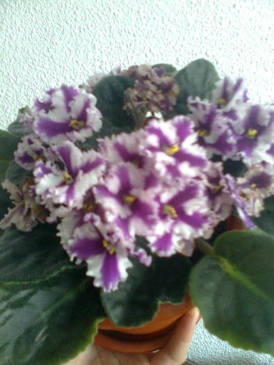 ALB-GRENA FRANJURAT - violete 2009