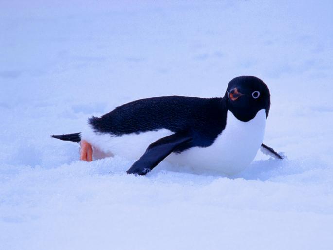 pingu