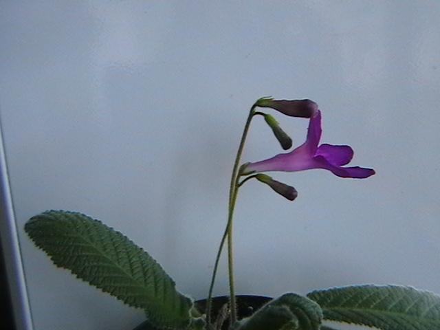 14.02    megan - streptocarpus 2009