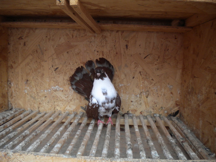 Picture 124 - Raicu 1