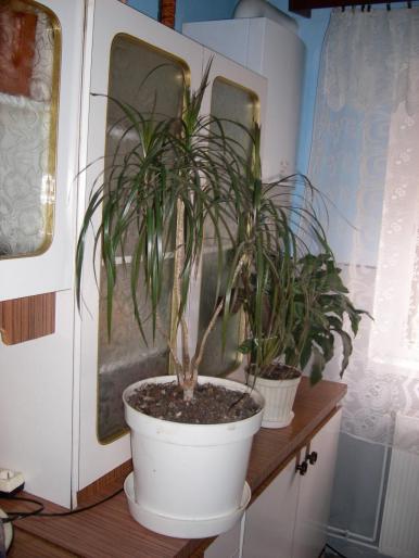 Flori 2008 