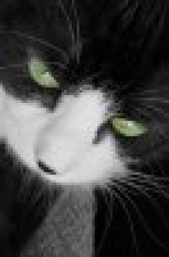 t_47538232_c40b8f0be0_m - Pisici
