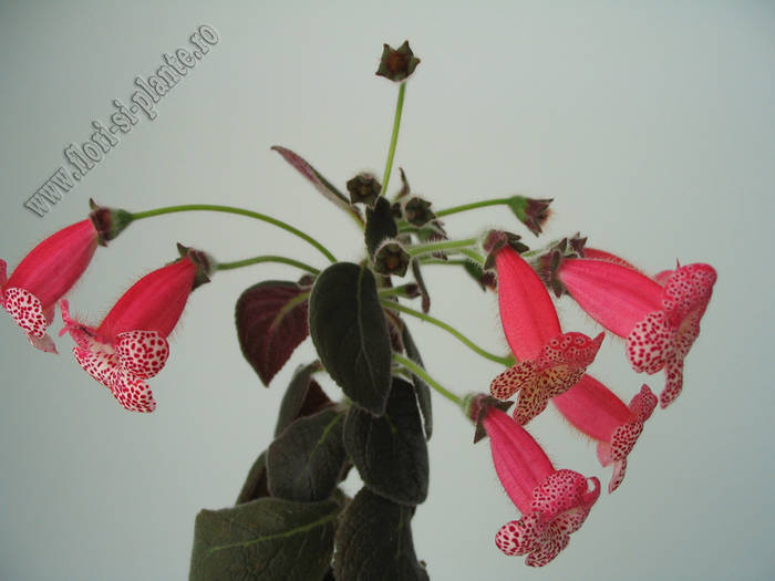 Kohleria Prince Albert 13