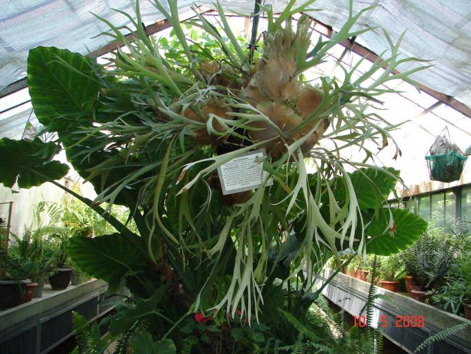 Platycerium bifurcatum