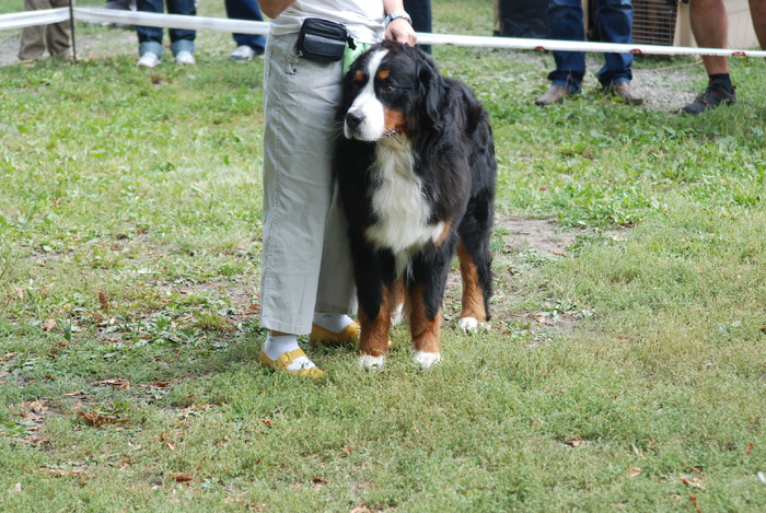 DSC_0166 - Concurs international de frumustete canina 2009 TgMures