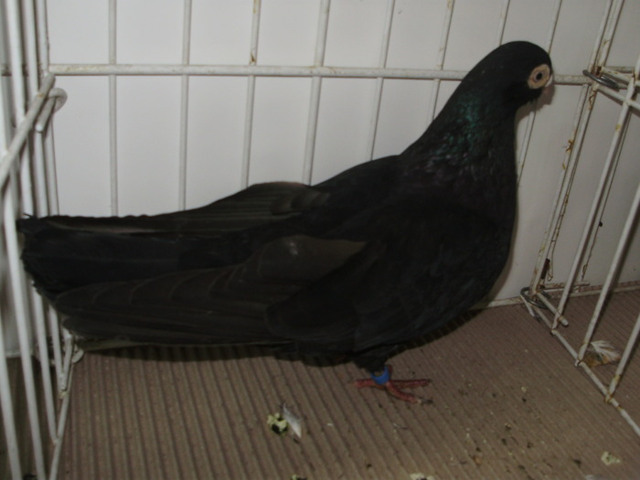 lung br 2 - 1509 rom juc 1