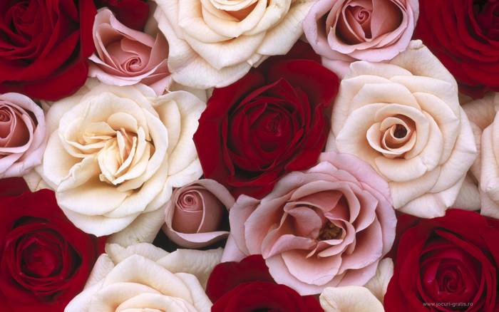 roses 1 - ROSESSS