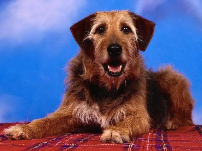 Dogs Wallpaper_ Poze cu Catei 17