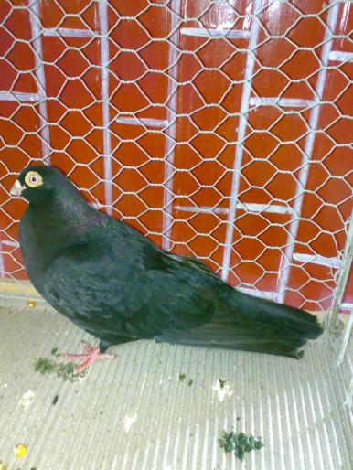 galati 1 - 1504 Expo Sibiu 2008