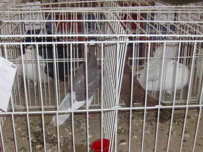 poza 027