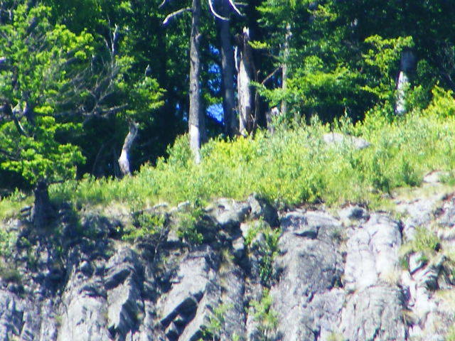 DSCF2010 - varful Ignis Maramures