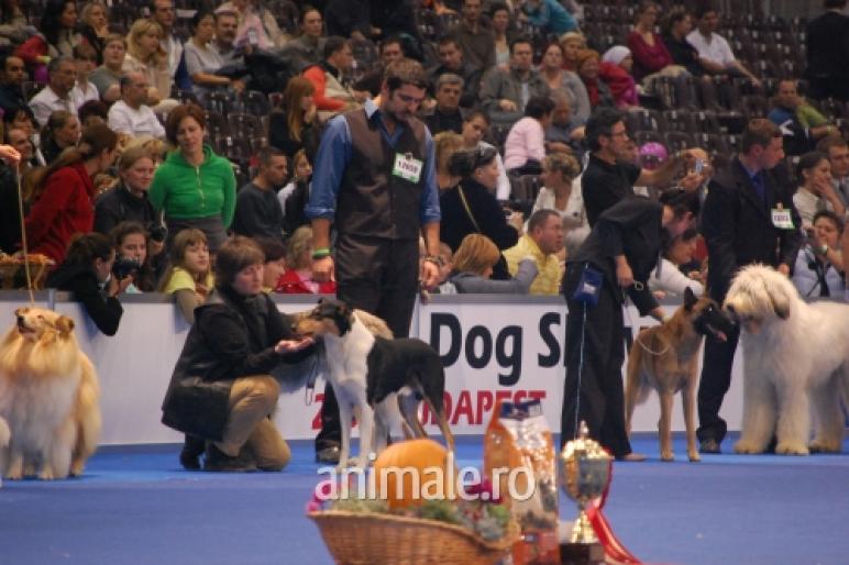 BIS Balan - Euro Dog Show  05-10-2008 - Budapesta