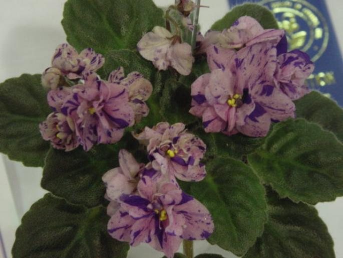 Robs_Dust_Storm_2005avsa - violete de pe net 1