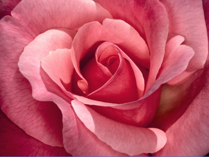 Pretty in Pink - trandafirii