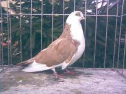 Data la Boby an Luncany - D- Porumbei JUCATORI DE GALATI VANDUTI Album 1