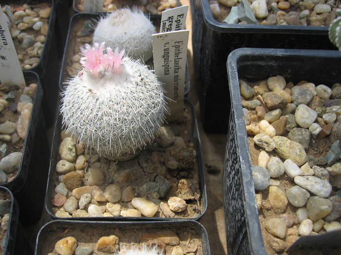 Epithelantha micromeris v unguispina