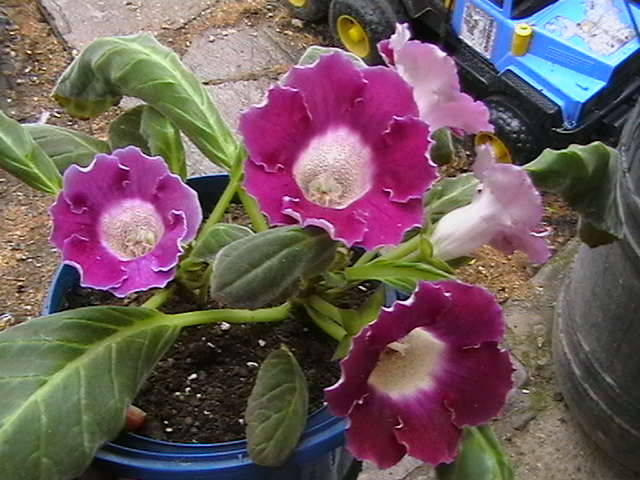 Picture 015