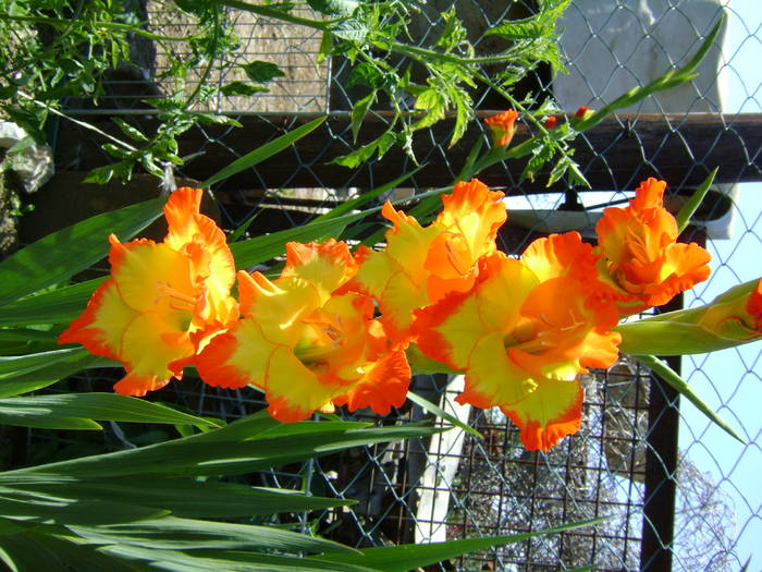 DSC01936 - gladiole