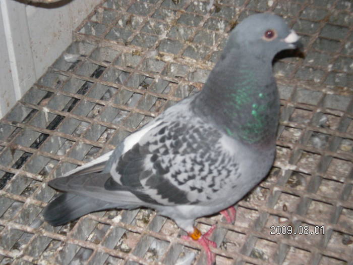 94 - pui porumbei 2009