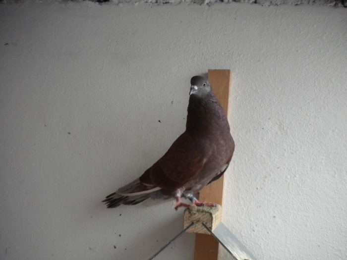 Picture 182 - Raicu 1