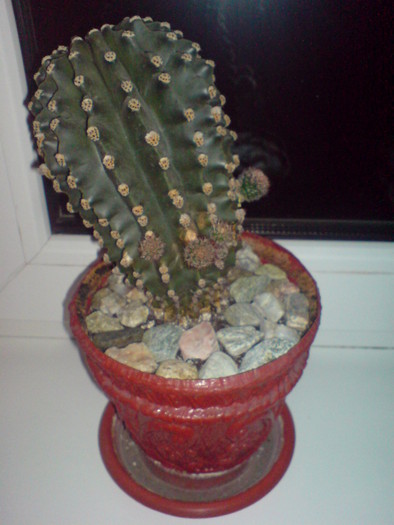 DSC02472 - Cactusi