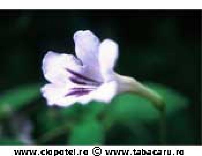 felicitare87s - animale si flori