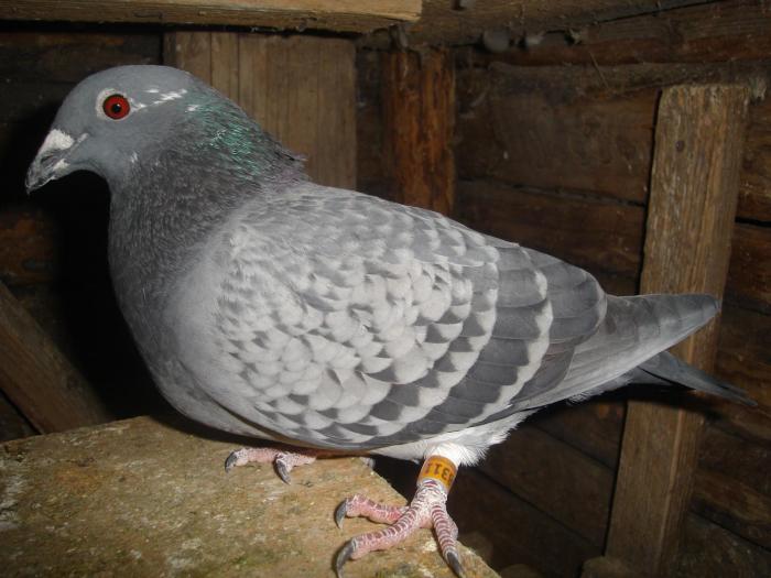 DSC05909 - Acum muuuult timp