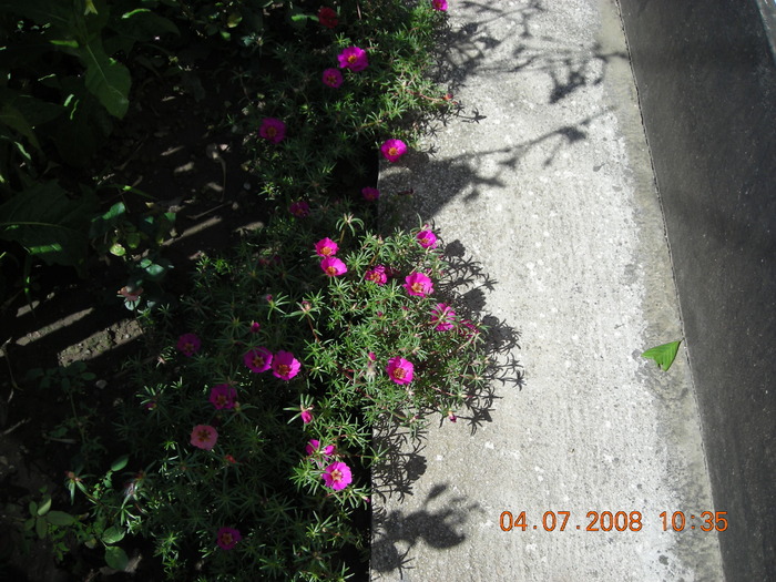 DSCN7265