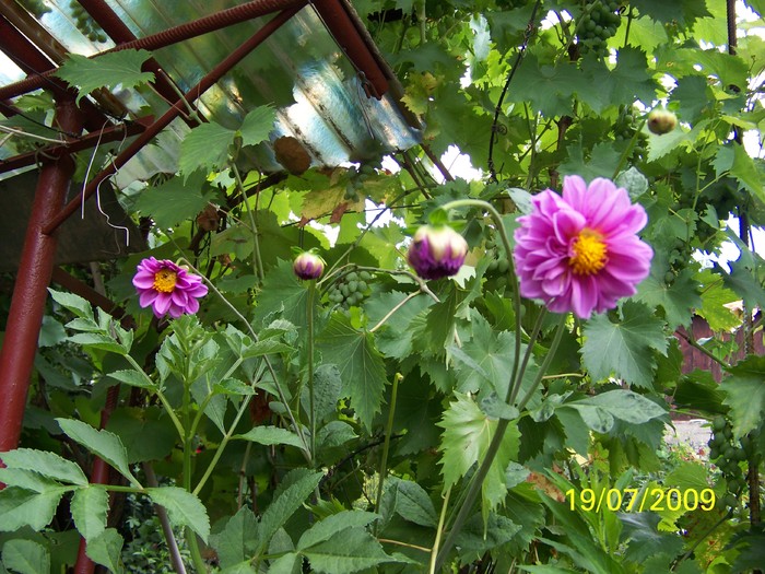 100_8266 - Iulie 2
