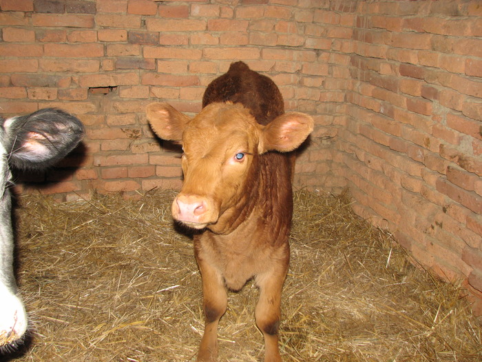 Lica, LIMxBR, n. 11.2010 - Vaci de carne - tineret femel