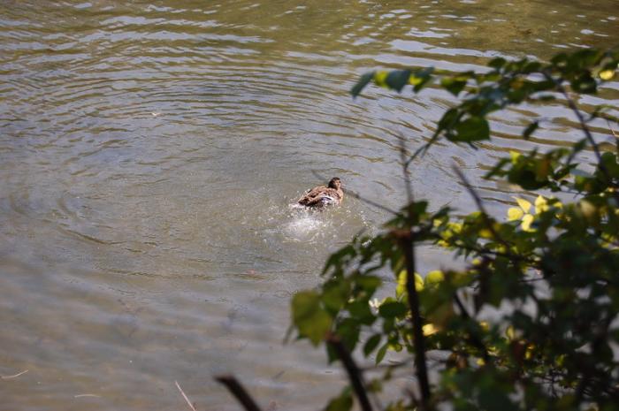 DSC_0248_resize - Bois de coulogne