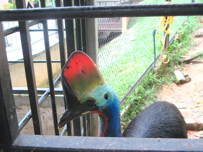 IMG_0249 - 2_1 - Kuala Lumpur Bird Park