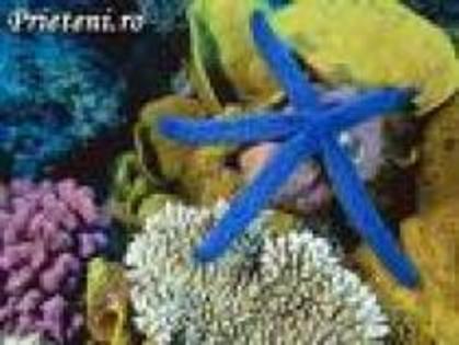 TOOXYJLQGXLUQACHDKW - Marea bariera de corali