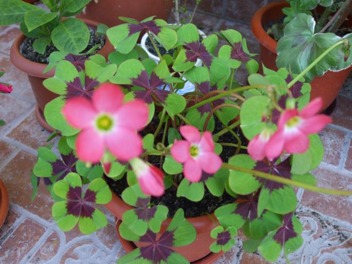 oxalis ironcross