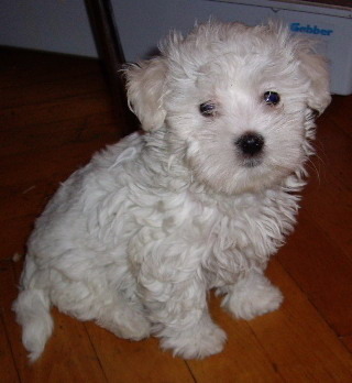 Bichon Maltese; baietel 10 sapt,nascut 09.10.09
