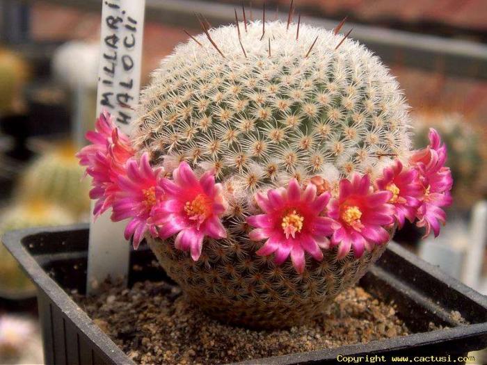 mammillaria_thalocii - Cactusi care m-au impresionat prin frumusete
