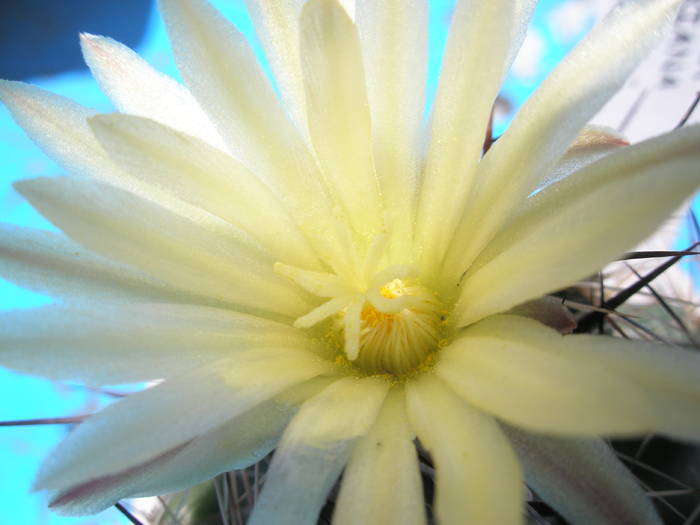 Coryphantha salmdyckiana - floare
