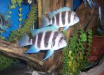 Cyphotilapia%20frontosa