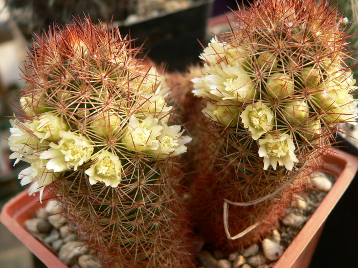 mammillaria_elongata_rufocrocea