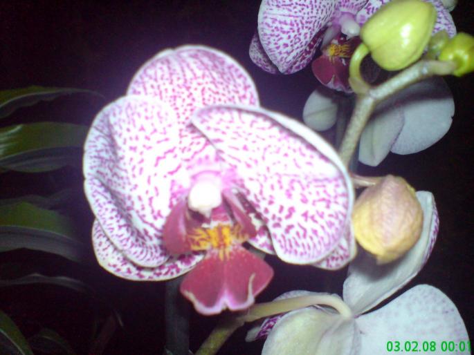 Orhidee detaliu - Orhidee