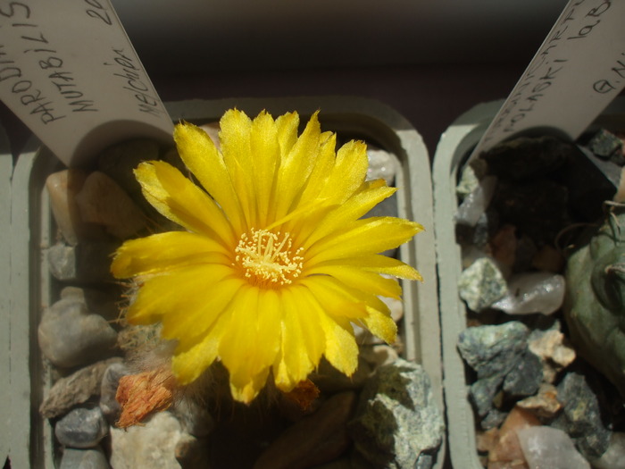 Parodia mutabilis floare
