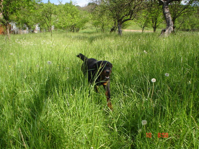 DSC04783 - BELLA poze noi